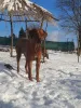 Дополнительные фото: Объявление о помете щенок родезийского риджбека - помет 2024/25 г.