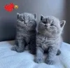 Фото №1. британская короткошёрстная - купить в Эспоо за Бесплатно. Объявление №140581