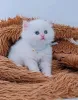 Фото №2 к объявлению №139693 о продаже персидская - купить в Ирландии 