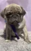 Фото №1. мопс - купить в Гейленкирхен за 35251₽. Объявление №158712