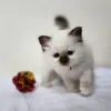 Фото №3. Chatons Sacré de Birmanie в продаже. Бельгия