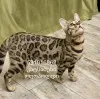 Дополнительные фото: Бенгалская кошка bengal cat