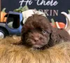 Фото №3. Стандартный Poodle Puppy для переосмысления.  США