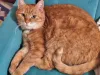 Дополнительные фото: Воспитанная интеллигентная рыжая кошечка Алиса ищет дом