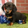 Фото №2 к объявлению №170897 о продаже таксу - купить в Германии из питомника