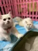 Дополнительные фото: Продается милый очаровательный маленький персидский кот, свяжитесь с WhatsApp