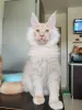 Фото №3. Котенок мэйн-кун. Беларусь