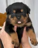 Фото №3. Los Cachorros de Rottweiler Están Actualmente Listos Para Nuevos Hogares..  Германия