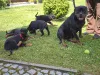 Фото №3. Rottweilerwelpen zu vermitteln..  Германия