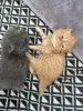 Фото №3. Ful Persian kittens Ready Now.. Великобритания