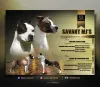 Дополнительные фото: Американский стаффордширский терьер, щенки первоклассной родословной.