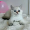 Фото №3. Британские короткошерстные котята мужского и женского пола, выставленные на. Великобритания