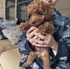 Дополнительные фото: Toy poodle. Premium puppies.