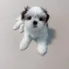 Фото №3. Wunderschöne Shih-Tzu-Welpen suchen einliebevolles neues Zuhause.  Германия