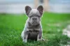 Дополнительные фото: Французкий бульдог мерле