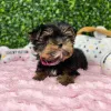 Дополнительные фото: Мини Йоркширского терьера щенков на продажу