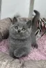 Фото №2 к объявлению №173789 о продаже британская короткошёрстная - купить в Великобритании частное объявление, заводчик