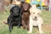 Фото №4. Продажа лабрадор-ретривера в Эксетер частное объявление, заводчик - цена 92767₽