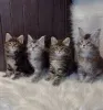 Фото №3. Котята мейн-кун. США