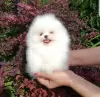 Фото №3. Male and female Pomeranian puppies.  Свазиленд