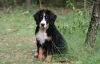 Фото №3. Puppies Bernky Zennenhund.  Украина