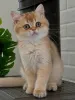 Фото №3. Премиальные британские короткошерстные котята со сладким темпераментом уже. Германия