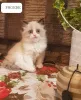 Фото №3. Ragdoll Kitten. Германия
