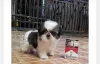 Фото №3. Teacup Shih tzu щенки.  Латвия