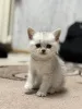 Дополнительные фото: Продам шотландского котенка
