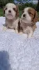 Дополнительные фото: Чистокровные щенки Кавалер-Кинг-Чарльз-Спаниель.