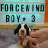 Дополнительные фото: FCI Kennel Forcewind / Английский спрингер-спаниель /