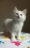 Фото №3. Chatons Angora turcs доступны на заказ.. Бельгия