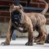 Фото №3. Cane Corso щенки.  Италия