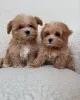 Фото №4. Продажа мальтипу в Дегердал частное объявление - цена 37107₽