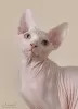 Дополнительные фото: Сanadian sphynx