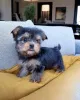 Фото №3. Lernen Sie Unseren Entzückenden Teacup-Yorkie-Welpen Kennen!.  Германия