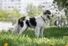 Дополнительные фото: Знакомьтесь наш замечательный пёс Левушка, который мечтает о любящей семье!
