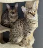 Фото №3. Котенок Саванны на усыновление. Франция