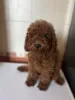 Дополнительные фото: Toy poodle girl FCI