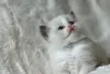 Дополнительные фото: Wunderschöne Flame Point Siamkätzchen abzug