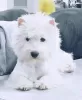 Дополнительные фото: Питомник предлагает щенков west highland white terrier