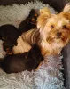 Дополнительные фото: Щенки йорка