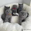 Фото №2 к объявлению №171127 о продаже шотландская вислоухая (скоттиш фолд) - купить в Великобритании 