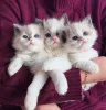 Фото №1. рэгдолл - купить в Бамберг за Бесплатно. Объявление №167585
