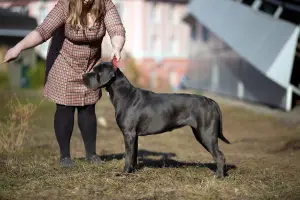 Фото №1. кане-корсо - купить в Ижевске за 50000руб. Объявление №2979