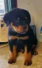 Фото №1. ротвейлер - купить в Мадрид за 78852₽. Объявление №165996