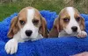 Фото №3. Schattige Driekleurige Beagle-Puppy's Voor Herplaatsing.  Нидерланды