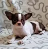 Фото №1. чихуахуа - купить в Дармштадт за 35947₽. Объявление №155520
