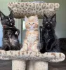 Дополнительные фото: Котята мейн-куна голубого окраса
