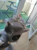 Дополнительные фото: Милый котёнок ищет добрый и заботливый дом! Наш малыш готов отправиться в новую